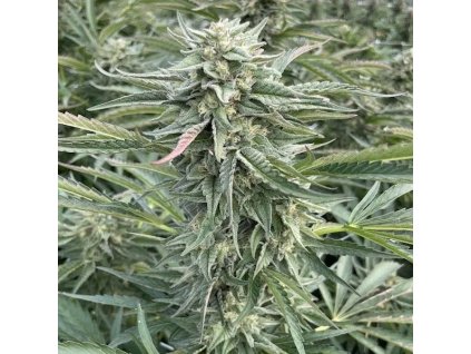 72132 big mike s genetics lemon cherry gelato 41 feminized