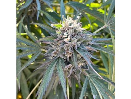 72135 big mike s genetics cake jealousy soap feminized