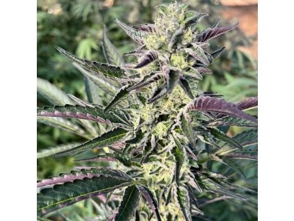 72138 big mike s genetics black cherry soap feminized