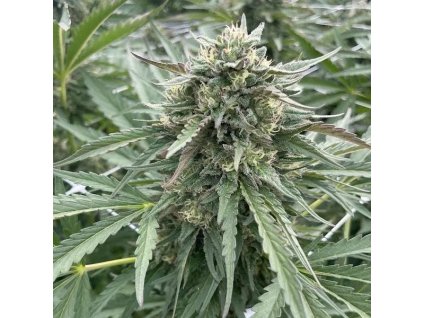 72144 big mike s genetics london cake runtz feminized