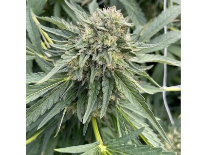 72147 big mike s genetics rainbow runtz feminized