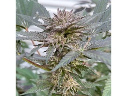 72150 big mike s genetics cereal milk runtz feminized