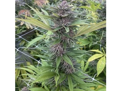 72153 big mike s genetics papaya trop cherries feminized