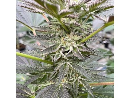 72156 big mike s genetics cookies n frost feminized
