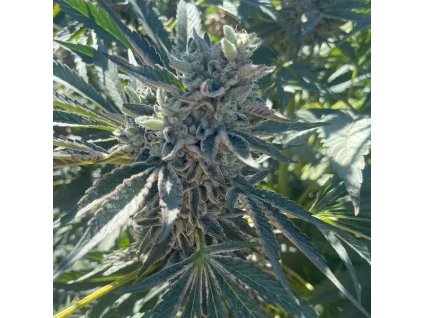 72165 big mike s genetics gmo 8541 feminized