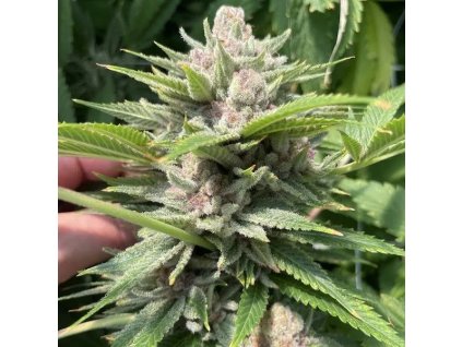 72171 big mike s genetics durban trop cherries feminized