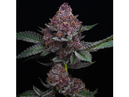 72177 big mike s genetics cheetah runtz feminized