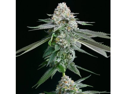72180 big mike s genetics gelato beltz 41 feminized