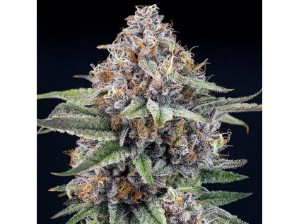 Ripper Seeds,Eyeballz, feminized, (Balení 3 ks)