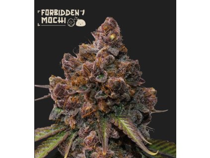 72195 seedstockers forbidden mochi feminized