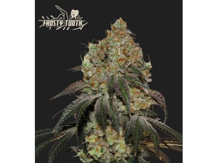 Seedstockers Frosty Tooth, feminized, (Balení 3 ks)