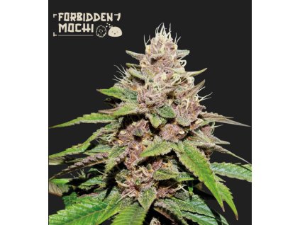 Seedstockers Forbidden Mochi Auto, autoflowering feminized, (Balení 3 ks)