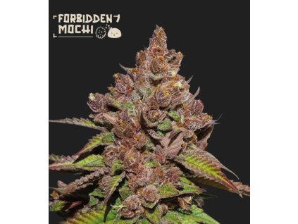 Seedstockers Forbidden Mochi fast, fast feminized, (Balení 3 ks)