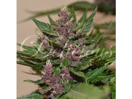 72216 delicious seeds dark purple auto autoflowering feminized