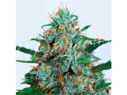 72228 delicious seeds critical neville haze auto autoflowering feminized
