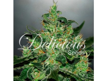 72234 delicious seeds critical jack herer auto autoflowering feminized