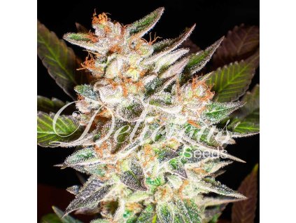 Delicious Seeds, Delicious Candy Auto, autoflowering feminized (Balení 3 ks)
