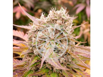 72267 delicious seeds dark lemonade auto autoflowering feminized