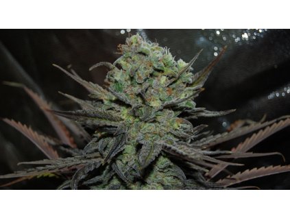 Delicious Seeds, Eleven Rose Auto, autoflowering feminized (Balení 1 ks)