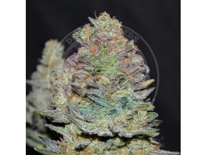 72288 delicious seeds delicious cookies auto autoflowering feminized