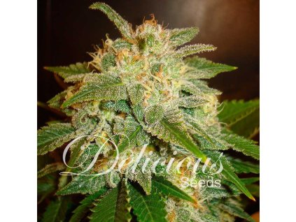 Delicious Seeds, La Bella Afrodita Auto, autoflowering feminized (Balení 10 ks)