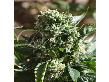 72306 delicious seeds il diavolo auto autoflowering feminized