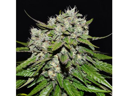72327 delicious seeds nevilles rose auto autoflowering feminized