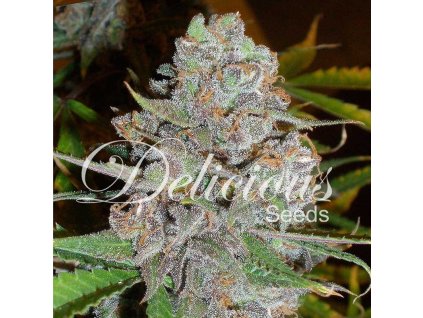 Delicious Seeds, La Diva Auto, autoflowering feminized (Balení 3 ks)