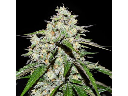Delicious Seeds, Space Cookies Auto, autoflowering feminized (Balení 3 ks)