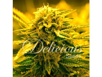 72384 delicious seeds sugar black rose auto autoflowering feminized