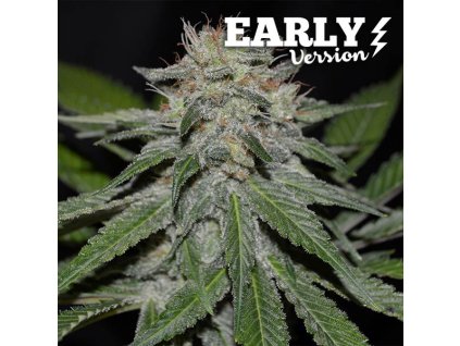 Delicious Seeds, Critical Neville Haze Early Version, feminized (Balení 3 ks)