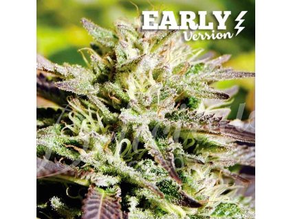 Delicious Seeds, Cotton Candy Kush Early Version, feminized (Balení 3 ks)