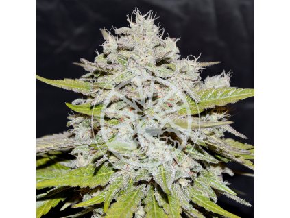 72408 delicious seeds bay burger early version feminized