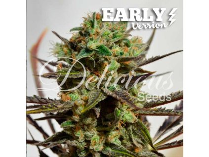 Delicious Seeds, Delicious Candy Early Version, feminized (Balení 1 ks)