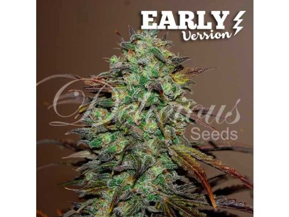 Delicious Seeds, Eleven Roses Early Version, feminized (Balení 5 ks)