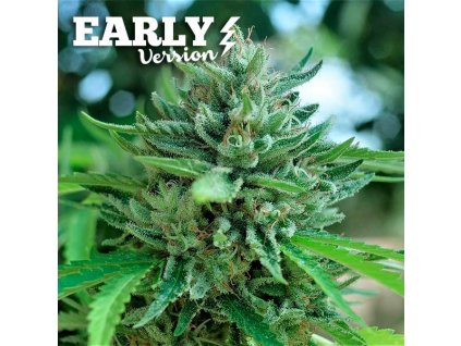 72459 delicious seeds delicious cookies early version feminized