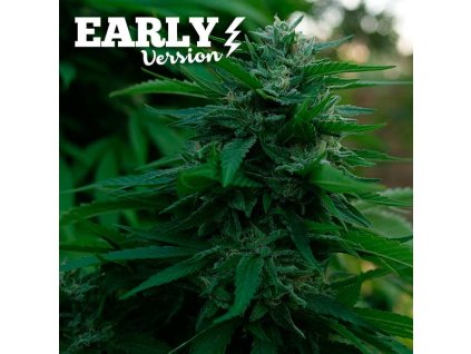 Delicious Seeds, Lord Kush Early Version, feminized (Balení 3 ks)