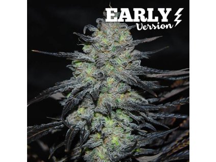 72486 delicious seeds golosa early version feminized