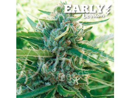 72498 delicious seeds sugar black rose early version feminized