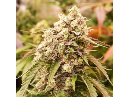 72507 delicious seeds sunday punch early version feminized