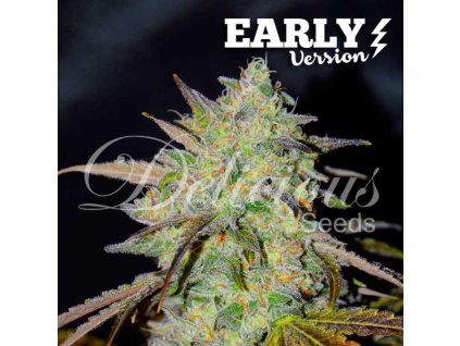 72513 delicious seeds marmalate early version feminized