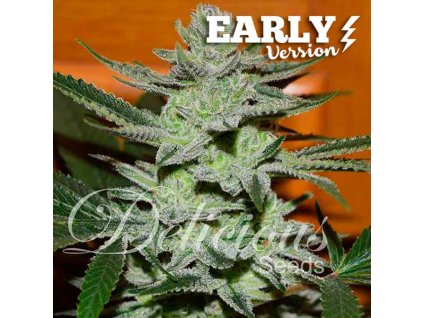 72519 delicious seeds unknown kush early version feminized