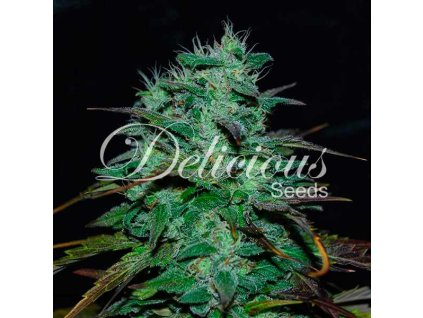Delicious Seeds, Chocobang, feminized (Balení 1 ks)