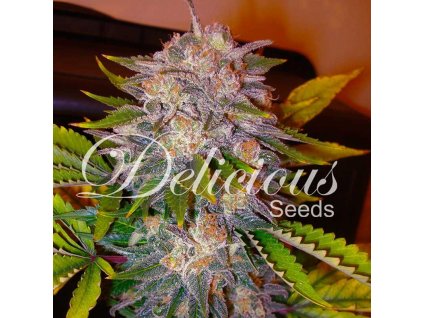 72549 delicious seeds caramelo feminized
