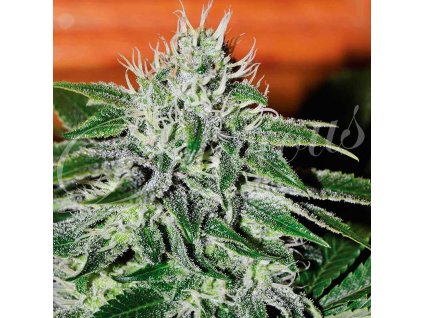 72552 delicious seeds critical jack herer feminized