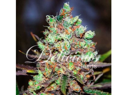 72564 delicious seeds cotton candy kush feminized