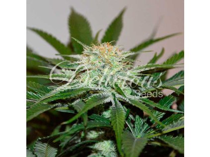 Delicious Seeds, Descojack, feminized (Balení 5 ks)