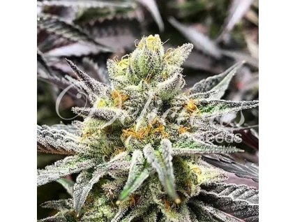 Delicious Seeds, Delicious Cookies, feminized (Balení 1 ks)