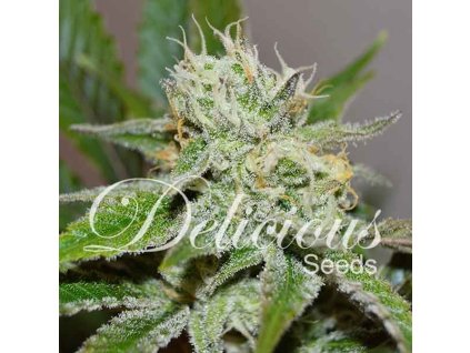 72633 delicious seeds original juan herer feminized