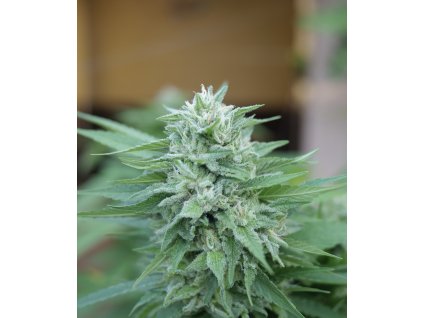72642 delicious seeds moby delicious feminized